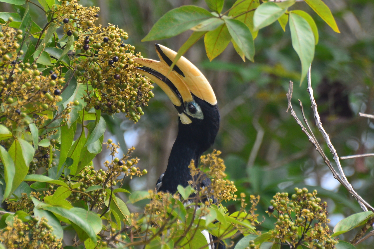Anthracoceros albirostris